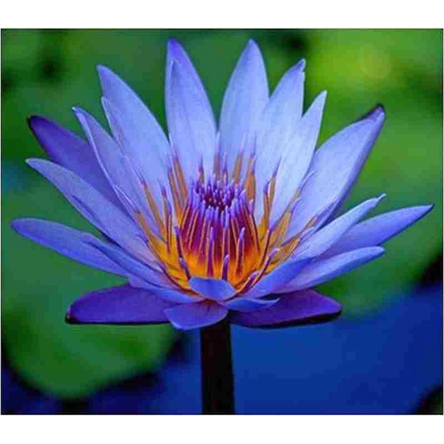 Nymphaea Caerulea Seeds (Sacred Egyptian Lily) Blue Lotus - Click Image to Close